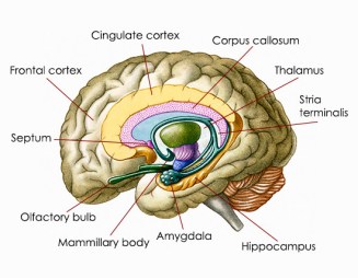 amygdala-location