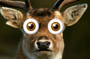 deer-headlight-618x264-e1497539768463